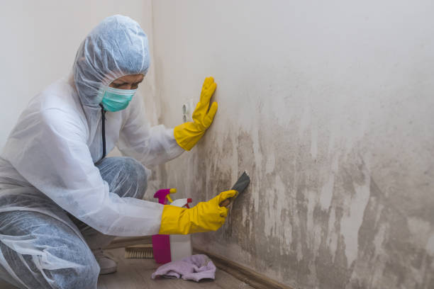 Best HVAC Mold Remediation in Palmview South, TX