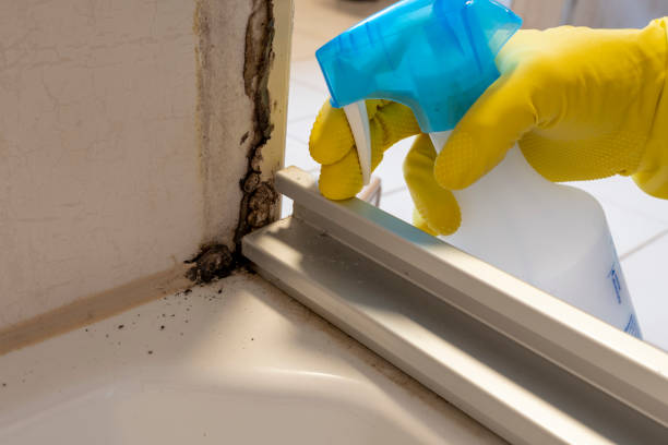 Best Insurance-Related Mold Remediation in Palmview South, TX