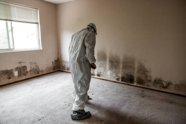 Best DIY Mold Remediation Support Services in Palmview South, TX