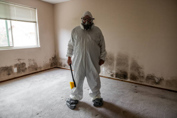 Best Residential Mold Remediation in Palmview South, TX