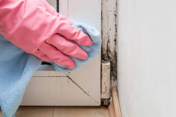 Best Black Mold Remediation in Palmview South, TX